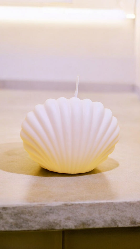 Scallop Shell